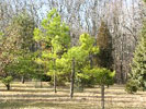 Graver Arboretum