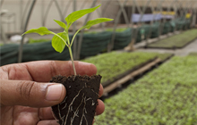 Hand holding young plant with soil and roots