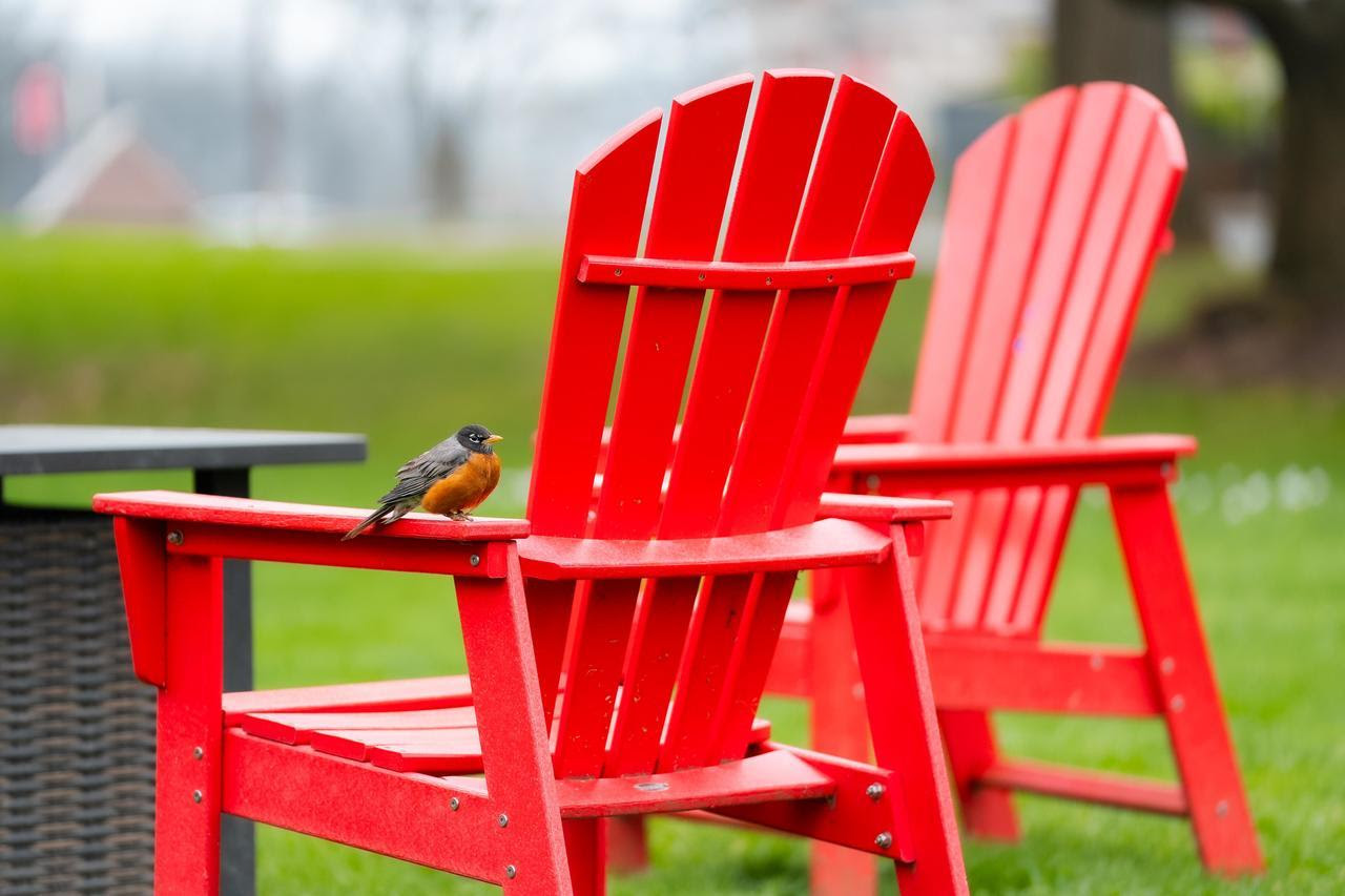 picture of a red chair