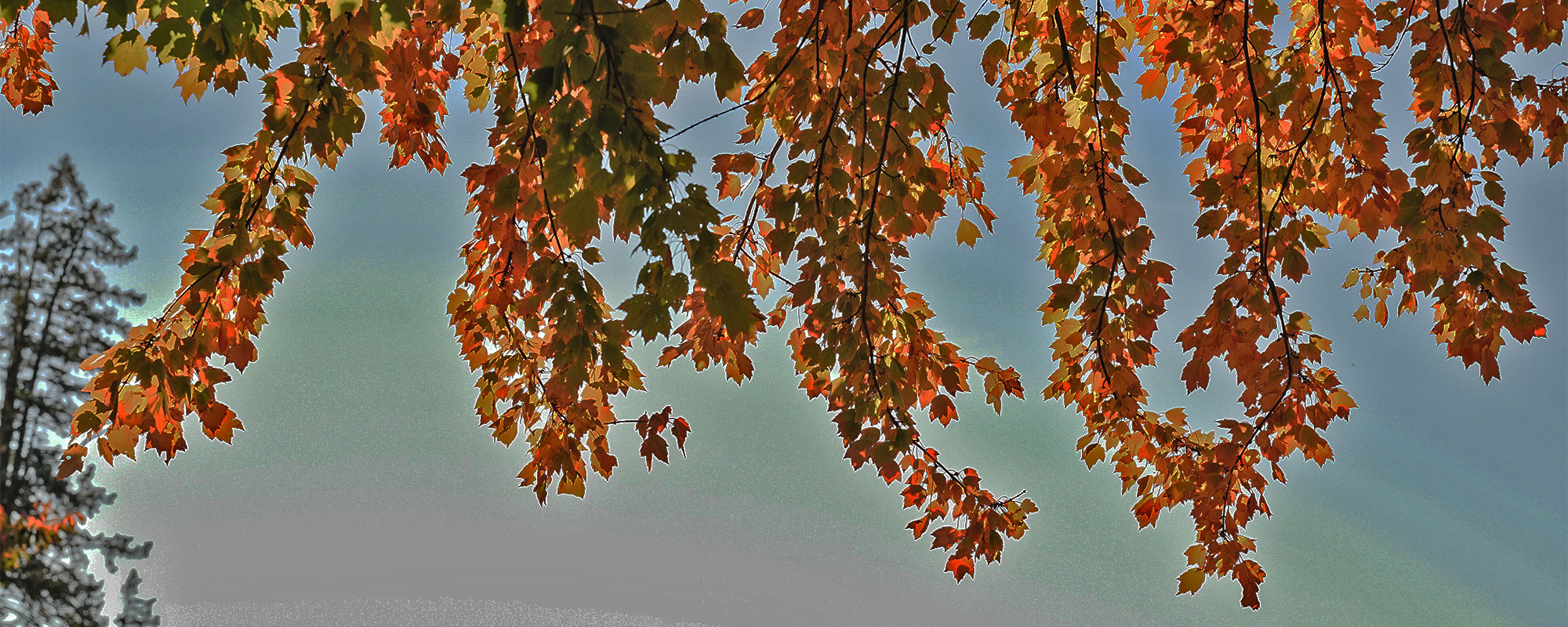 Golden-hued tree branches against the sky.