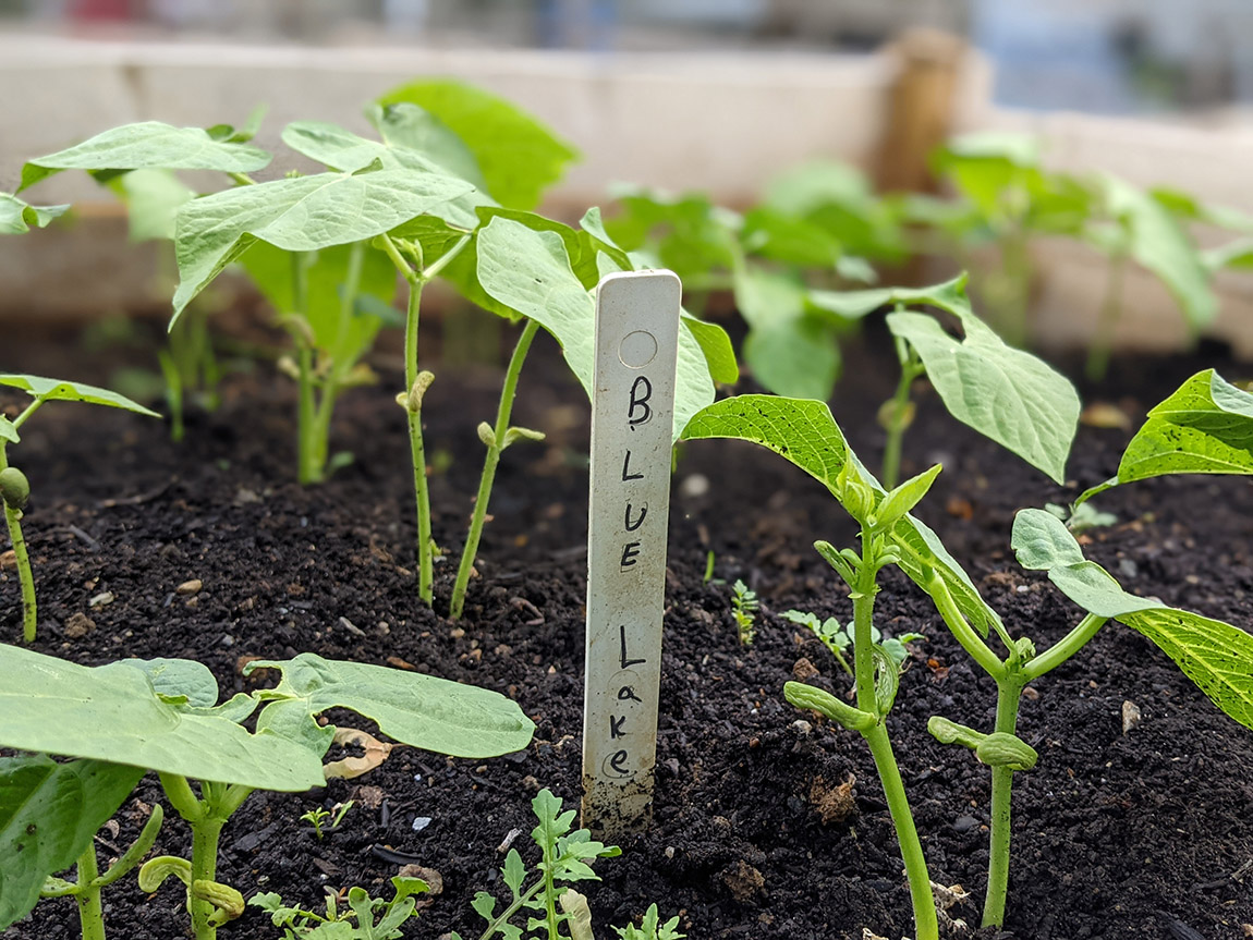 Community Garden Plant