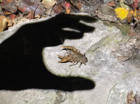 Image of shadow of hand