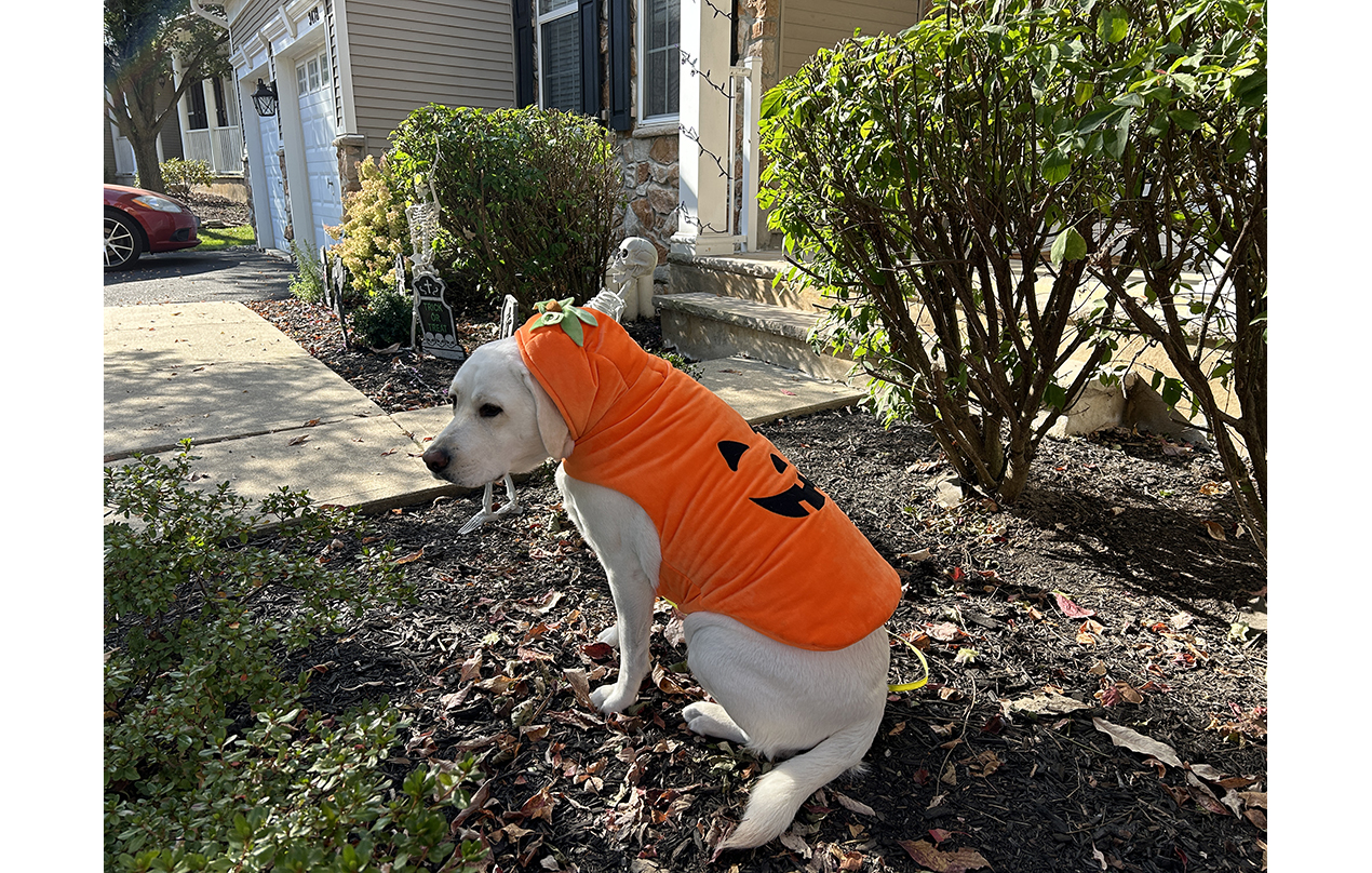 Image for Freya the pumpkin lab (Halloween)
